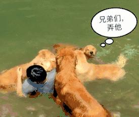 金毛犬如果不听话了怎么办,金毛犬怎么养才是正确的