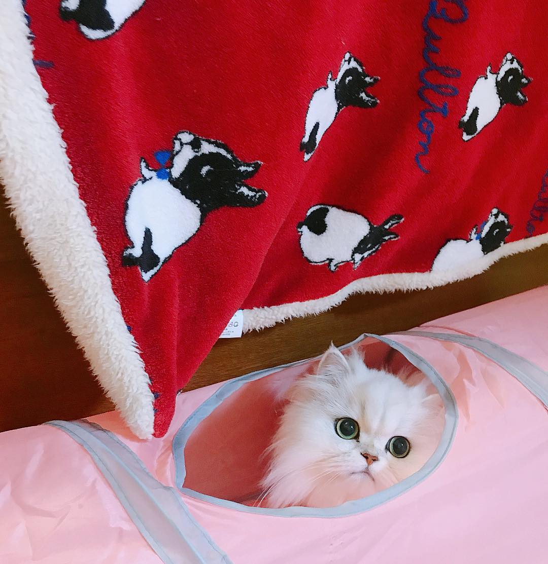 养猫咪的铲屎官猫咪都长什么样,铲屎官的猫咪有多离谱