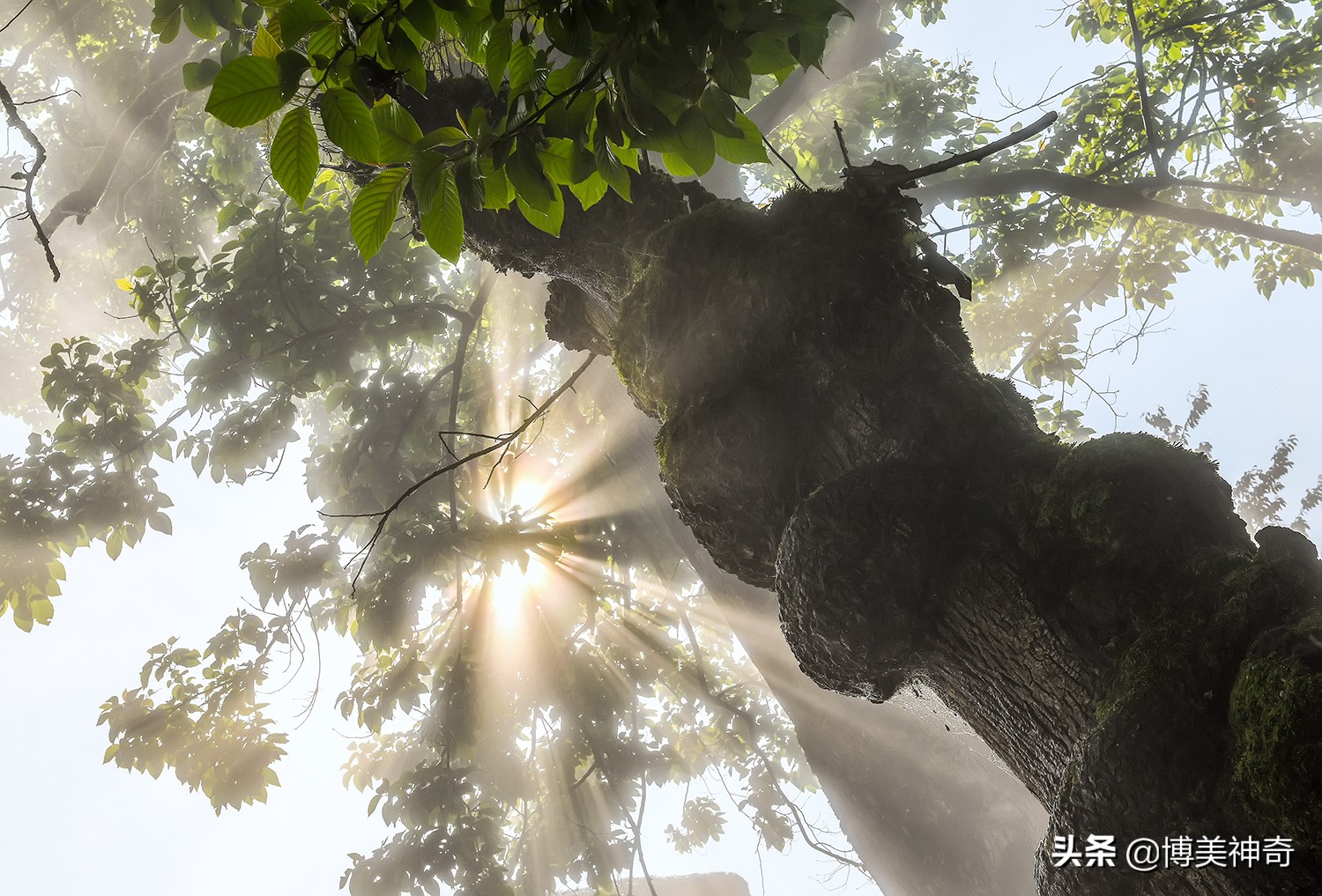 红河哈尼族彝族自治州阿者科村,云南元阳哈尼梯田阿者科村