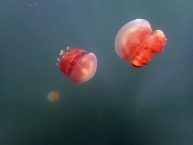 帕劳金色水母,帕劳水母旅行