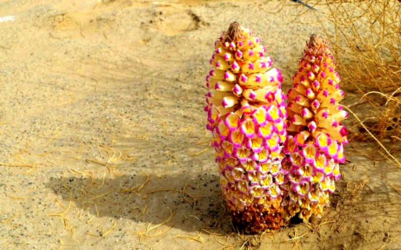 肉苁蓉补肾阴虚还是肾阳虚,肉苁蓉补阴虚