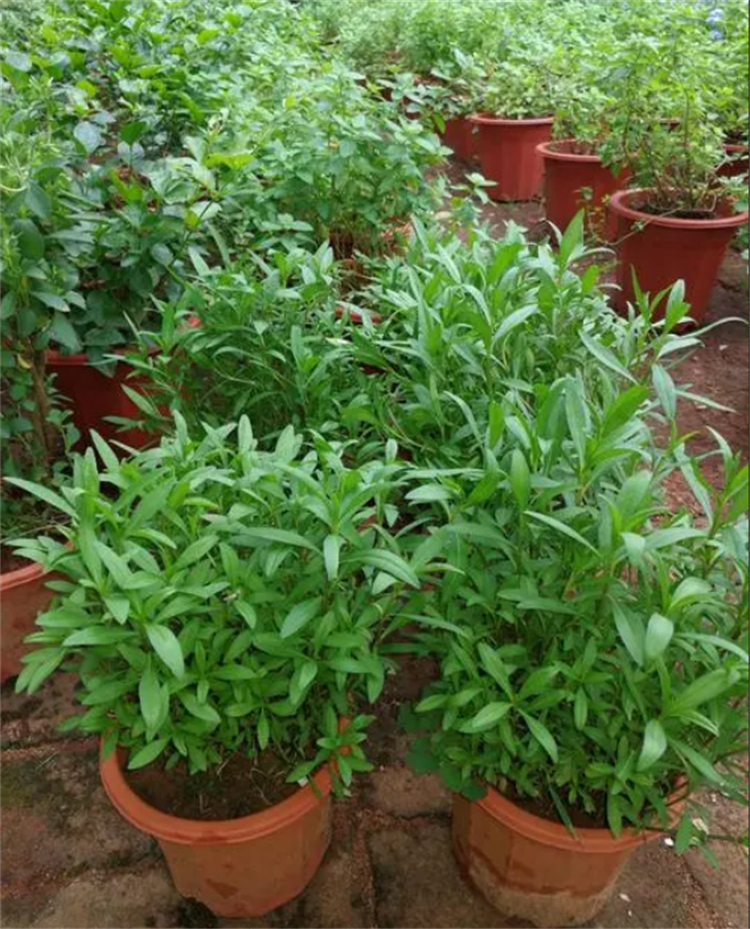 甜叶菊现在前景怎么样,甜叶菊为什么美国不能使用