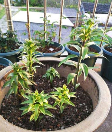 不会种花怎么办,不会开花的兰花用什么土养合适