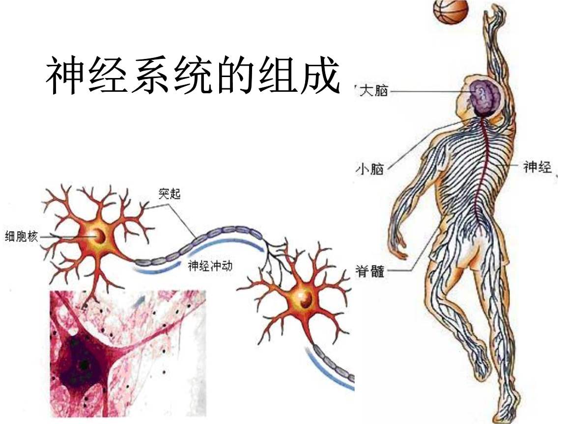 神经病学与神经外科的区别,神经外科主要是看什么病的
