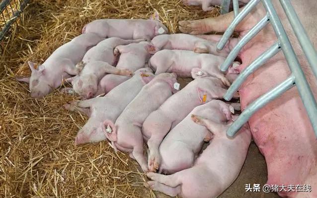 母猪乳房炎全面分析和治疗方案！