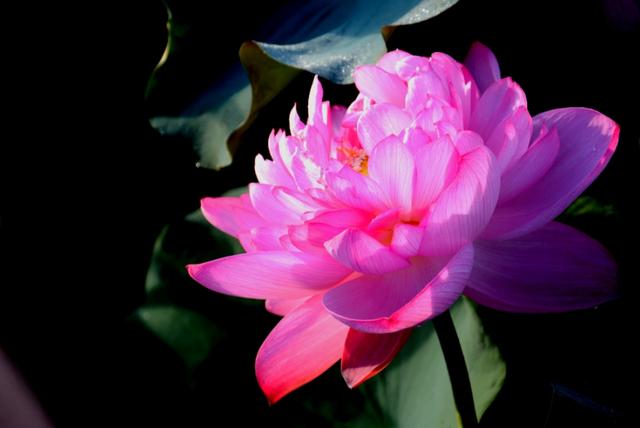 最美的荷花诗句,一起赏荷花的诗词歌赋