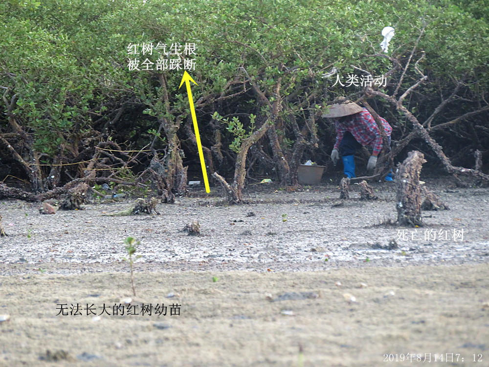 痛心!北海红树林不设防,任你踩任你挖