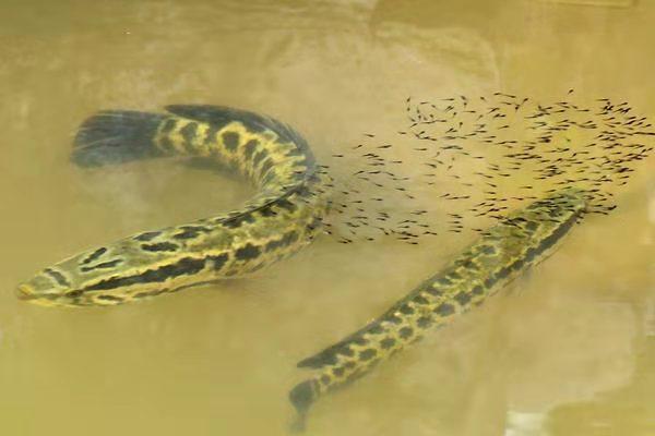 黑鱼和雷龙和金龙鱼哪个适合观赏,攻击性观赏鱼和黑鱼差不多