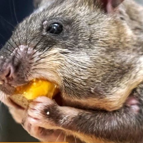 心理学为什么人类天生怕蜘蛛,心理学认为人类恐惧的根源