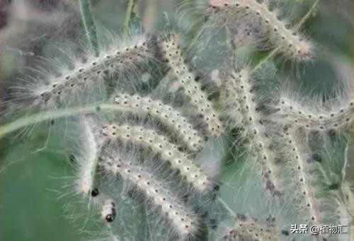 教你识别十大虫害,专治各种害虫图谱大全