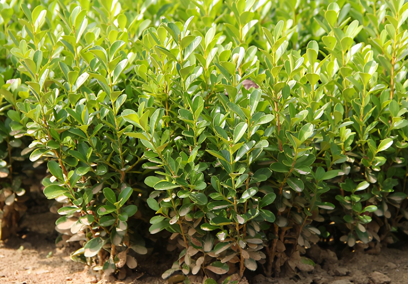 瓜子黄杨叶黄原因,瓜子黄杨叶片有斑点