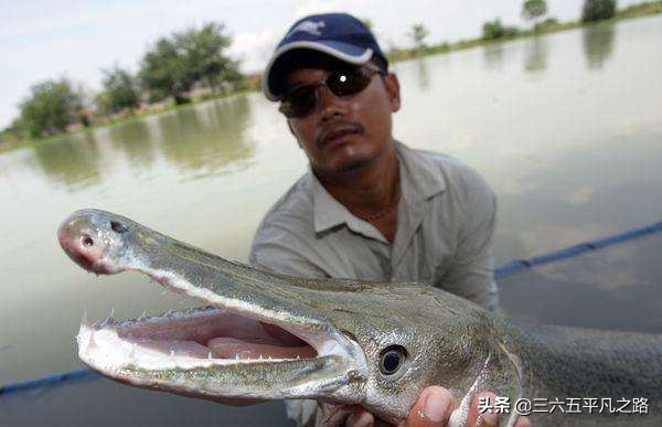 鳄雀鳝有什么祸害,鳄雀鳝是怎么存活下来的