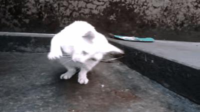 如果猫咪身体有异物会是什么表现,20个信号判断猫咪是否吞食异物