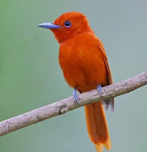 广东常见鸟类图谱和名称图文,东江揽胜鸟类