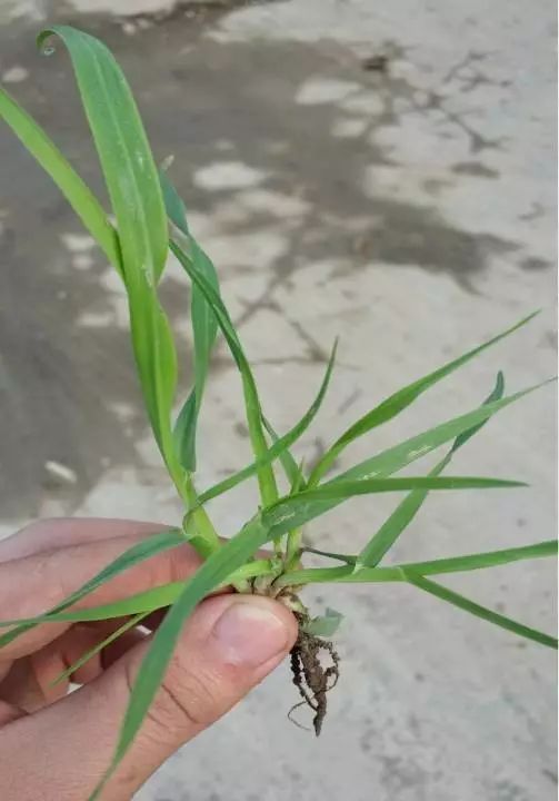 燕麦雀麦和节节麦的区别图谱,火眼金睛快速识别