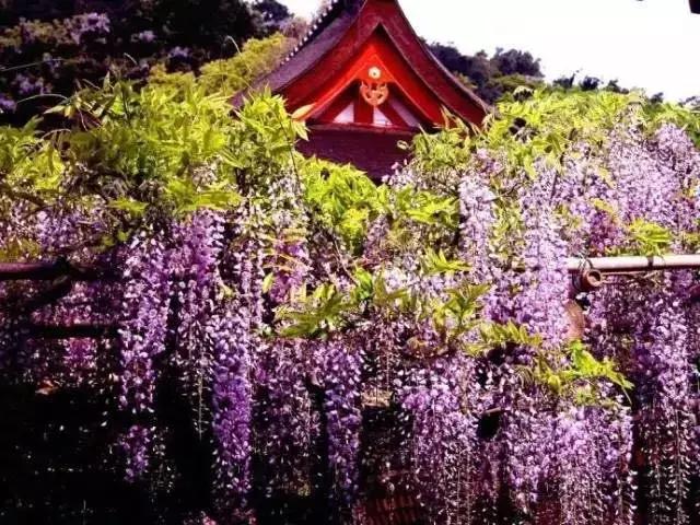 樱花散去!最美紫藤视觉盛宴来袭~