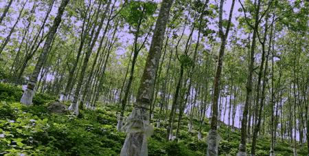 真正的泰国乳胶枕乳胶含量,泰国的乳胶枕头一般是哪里生产的