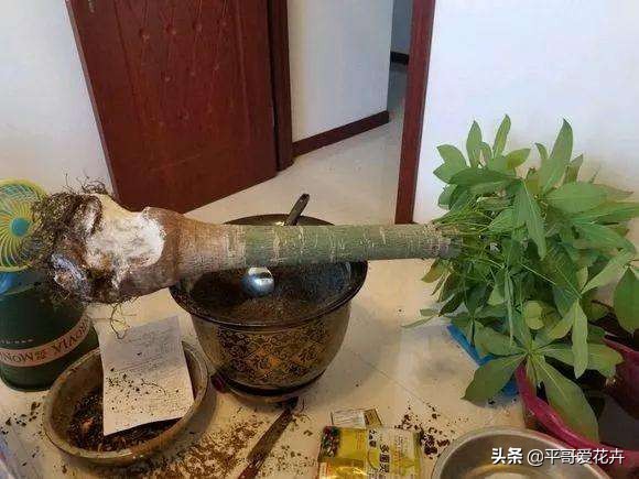 发财树绿萝如何救活,发财树绿萝怎么养才能更旺盛