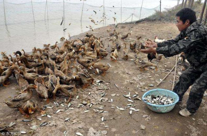 种养结合生态循环模式,新型农业模式种植什么最赚钱