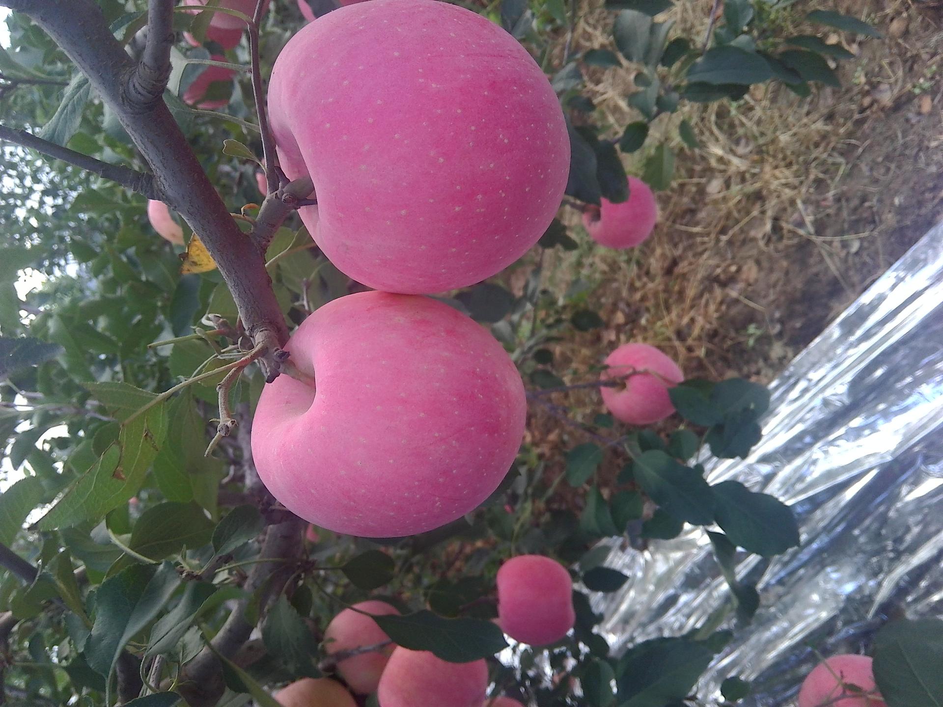 现在的苹果皮能吃吗,苹果究竟要不要吃皮