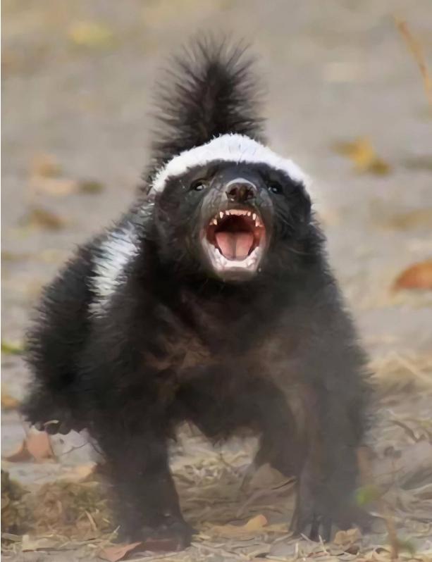 非洲斑鬣狗平头哥谁厉害,平头哥和鬣狗他俩谁更厉害