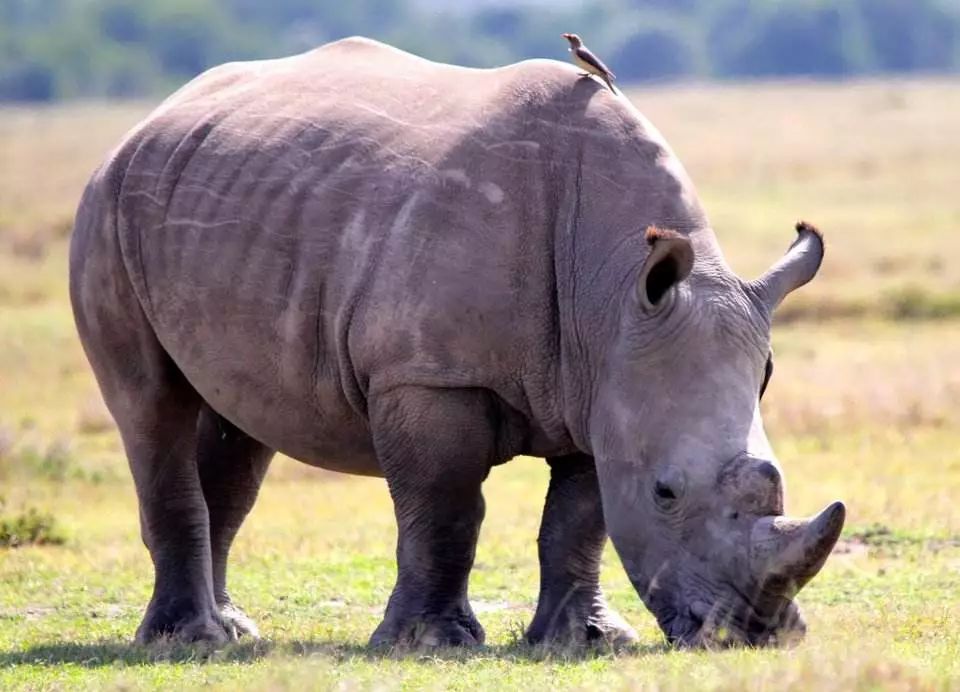 120万天价神药究竟值不值,1448万元一支用不起的天价救命药