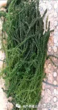 小龙虾养殖水草栽培方法和技术,养小龙虾平养要栽水草吗