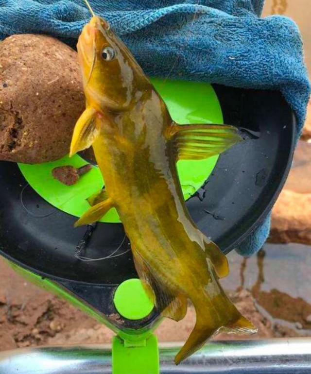 冬天大河野钓黄辣丁什么水域适合,野钓黄辣丁的正确方法与技巧