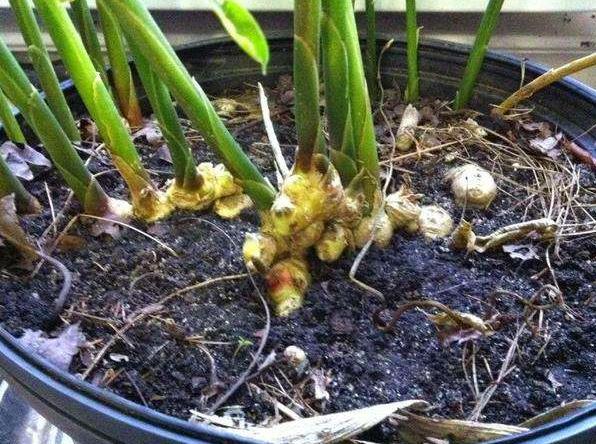 盆里放1块“生姜”,2个月长成盆栽,比月季好看,3个月后采摘!