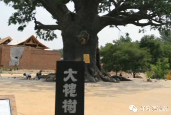 汉人的小脚趾盖有什么特征,汉人的小脚趾是两瓣的是什么原因