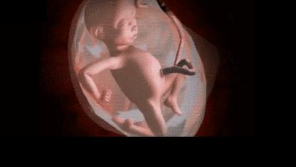 胎儿在妈妈肚子里干什么图片,胎儿在妈妈肚子里的位置变化