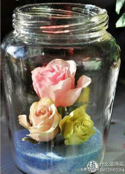 diy手工永生花制作全过程,diy永生花怎么做的