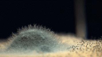 不要乱放筷子,长期潮湿发霉,开水也烫不掉,用它熏一下就好了