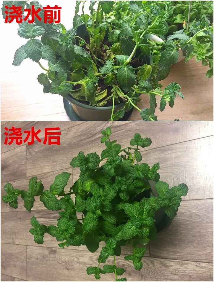 月季常见病害图解,月季枝干高花苞小怎么办