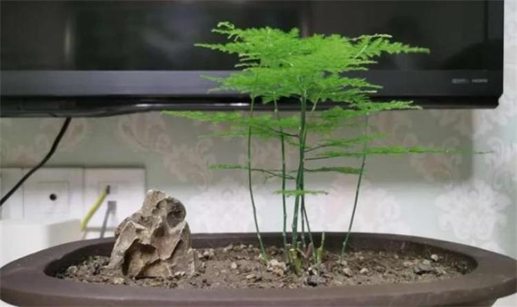 花叶发黄应该怎么办?从5个方面做出调整,十有八九能挽救回来