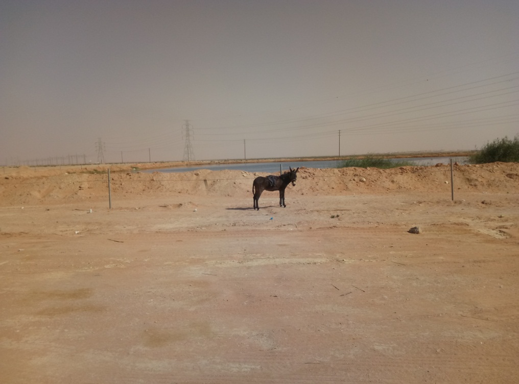 一个沙特打工仔的自述，完全不同的中东风情