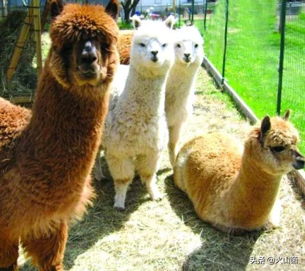 逃离高温“熔炉”，南方的夏天就该玩雪