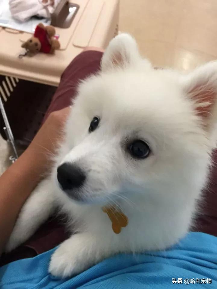 银狐犬爱掉毛吗,银狐犬讨人喜欢