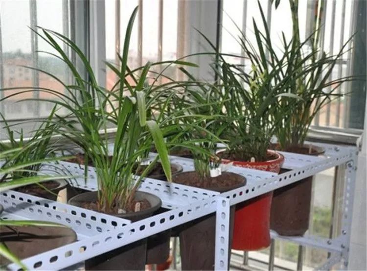 兰花有蚂蚁要消灭吗,如何治兰花盆中的蚂蚁