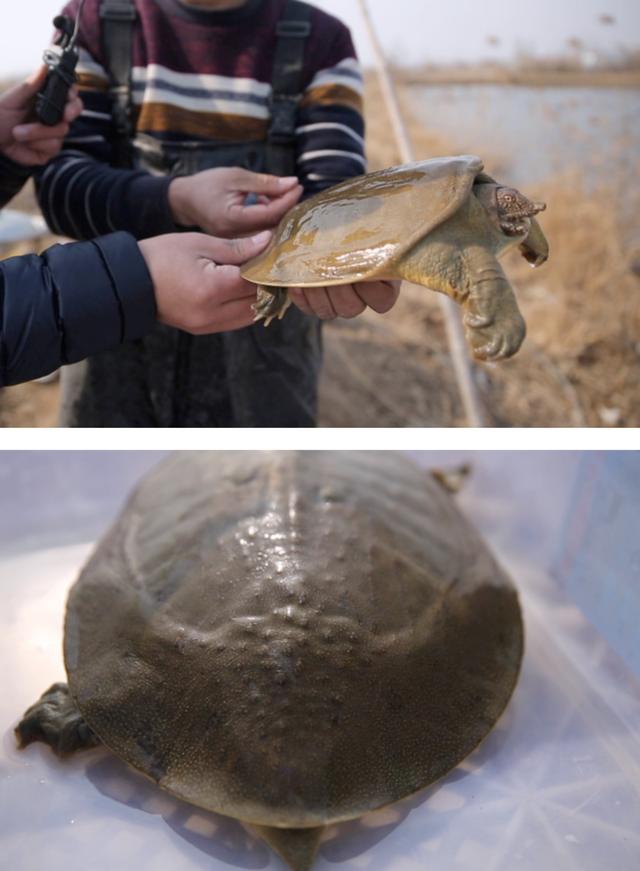 甲鱼大补元气,甲鱼大补不能吃太多
