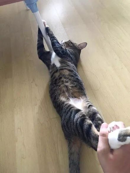 冬天给猫咪洗澡会不会感冒,猫咪冬天洗澡会感冒吗