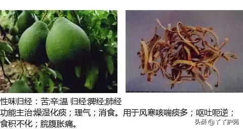 农村身边的中草药主治与功效,中草药全图谱与功效