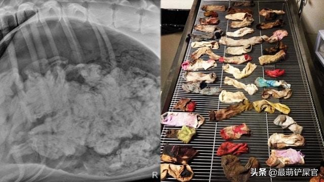 医生用X光片告诉你,蠢萌的宠物们,会不小心吃下什么可笑的东西