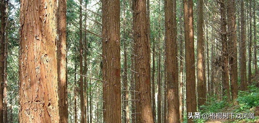 楠木棺木的真实故事,考古专家挖出200年前的古棺
