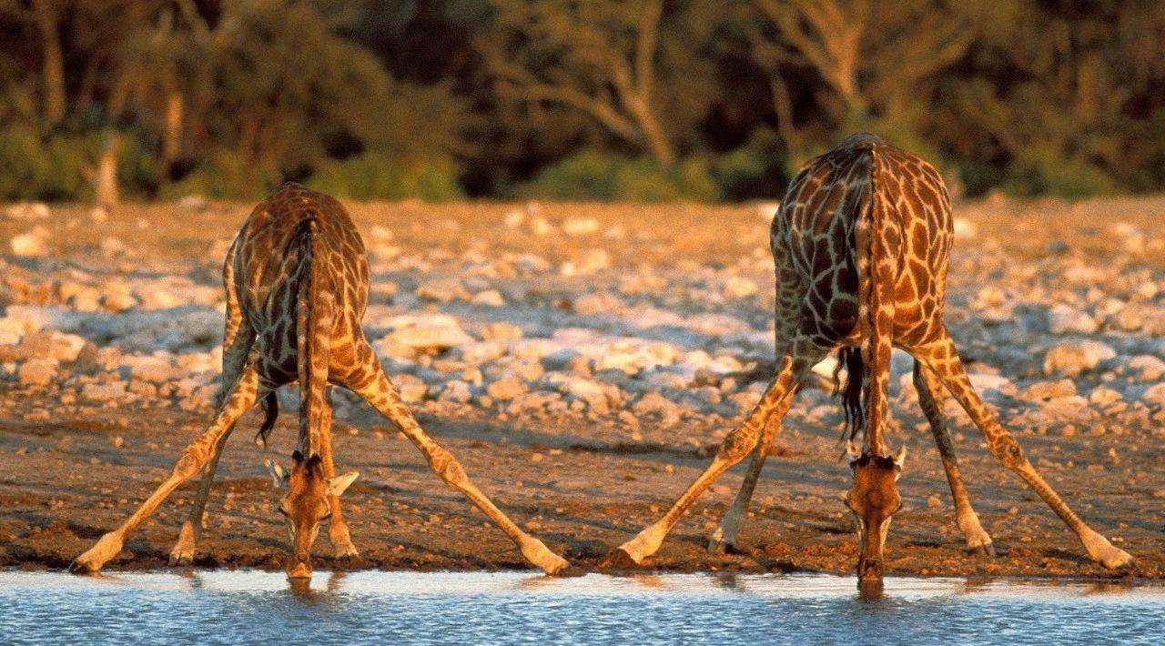 长颈鹿繁衍过程多久,长颈鹿是怎样产子的