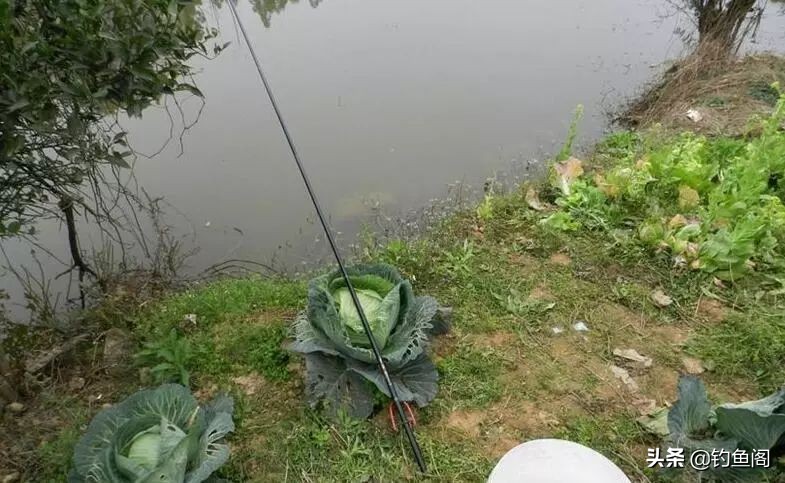 鱼塘里面怎么快速上鱼,稀少鱼塘如何上鱼快