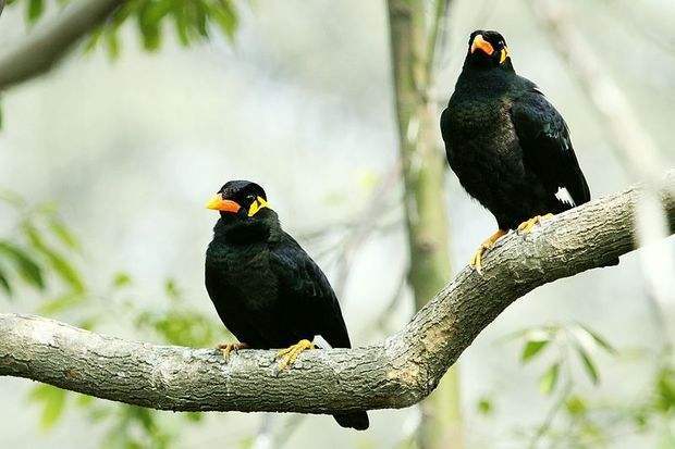 新手养八哥最佳时间,养八哥注意事项和禁忌