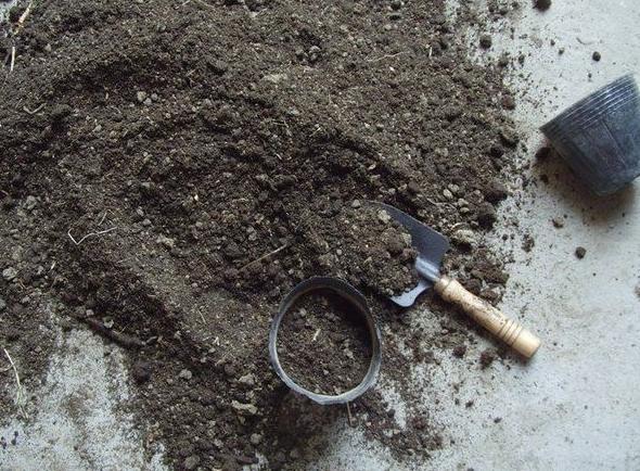 盆栽月季花,4个最简单“方法”,花量多一倍,花期长,花香浓郁