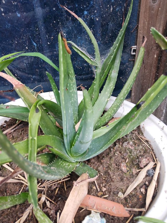 芦荟叶子发黄干瘪枯萎怎么办,芦荟叶子干瘪去掉叶子会怎样