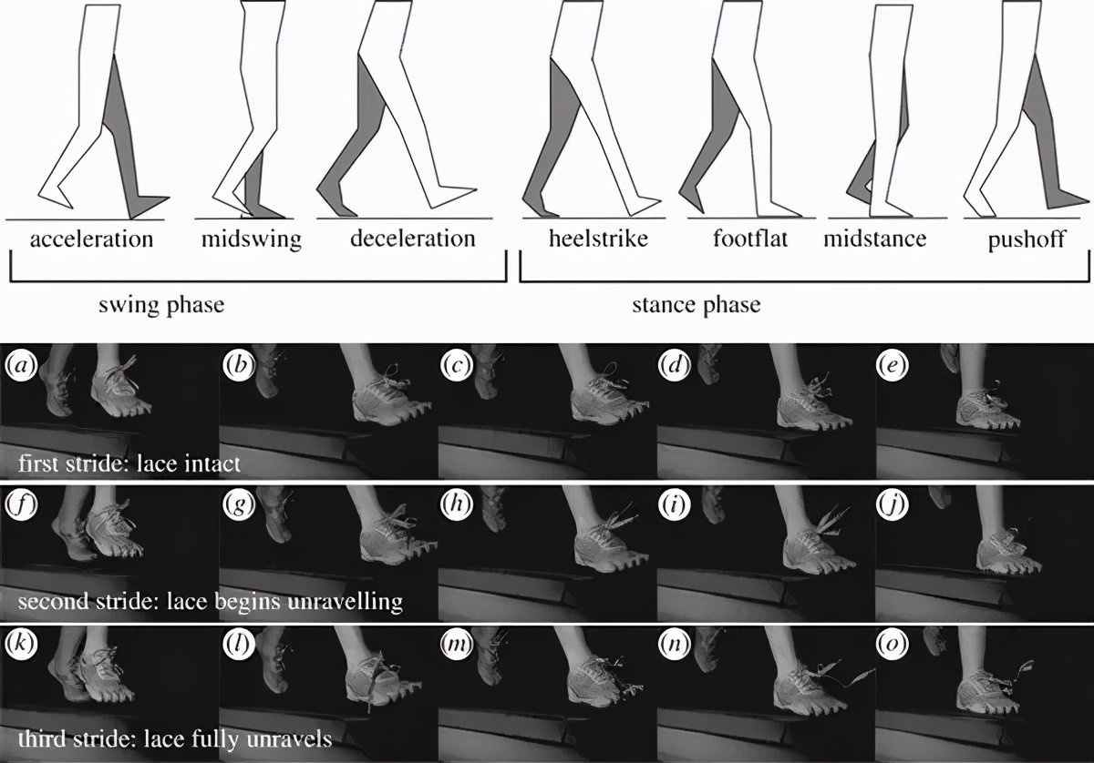 为什么鞋带总是开,为什么右脚鞋带总是开